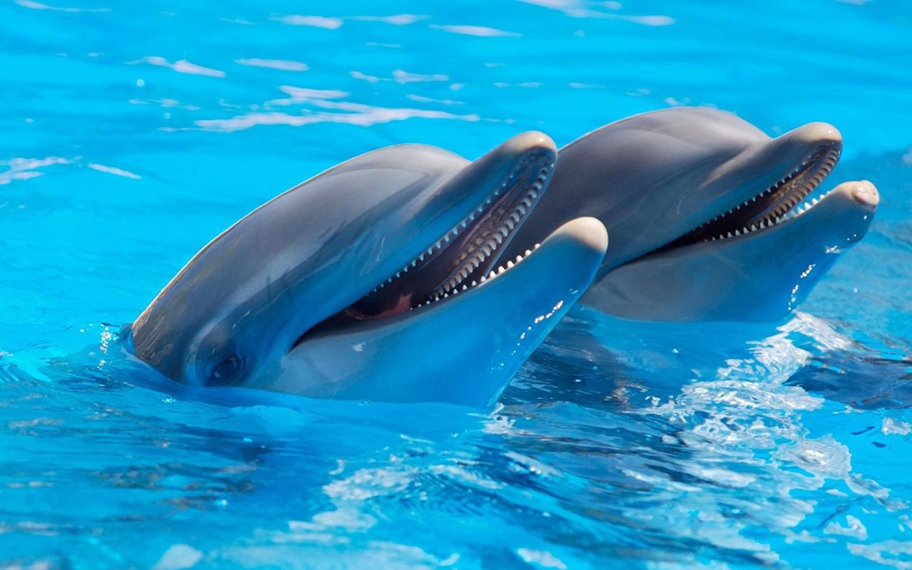 ХАМАС обнаружили израильского дельфина-шпиона- СМИ