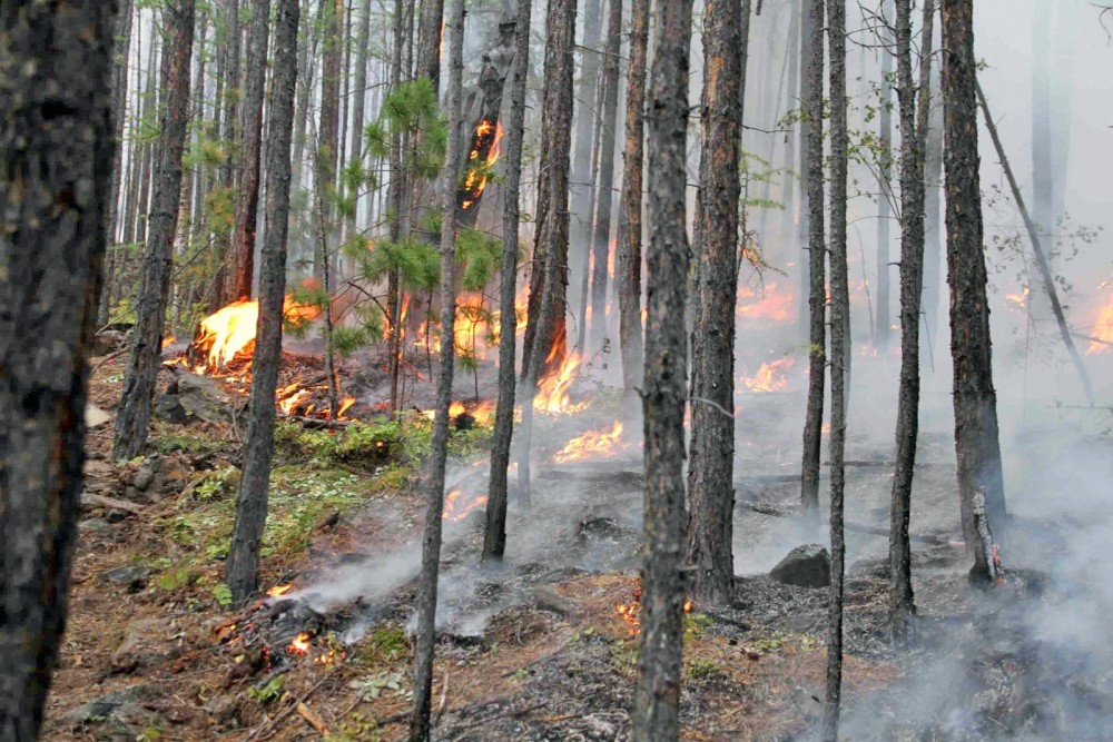 Лесные пожары