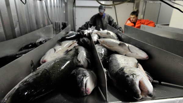 Правительство выделит около 349 миллионов рублей на развитие рыболовства