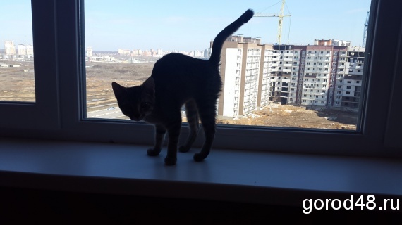 В Липецке падает рынок аренды жилья