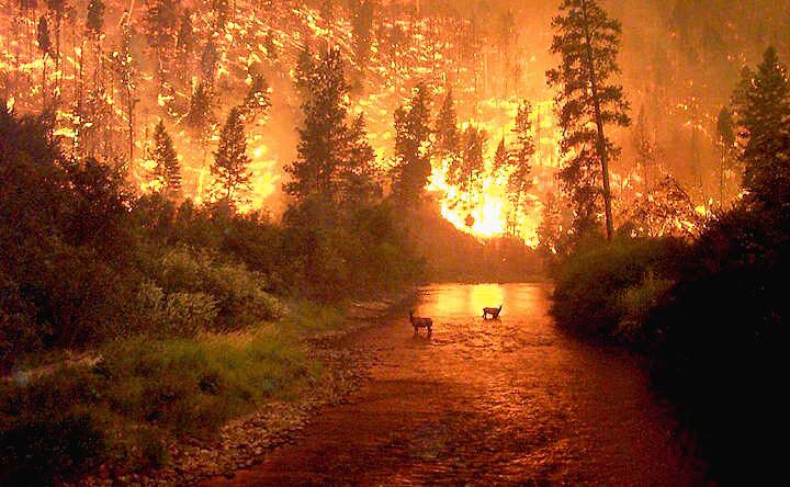 Власти Калифорнии эвакуируют жителей, которым угрожает крупный пожар в парке Кингс-Каньон
