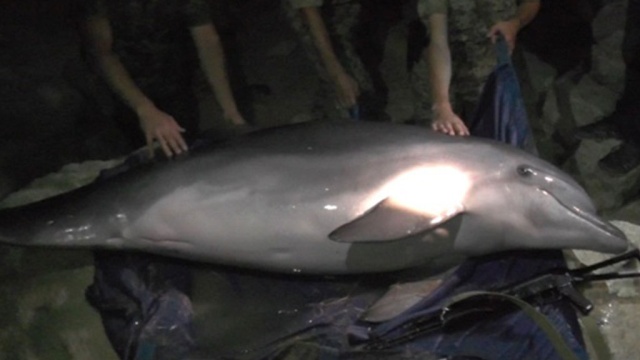 В Крыму пограничники спасли от браконьеров уникального дельфина. браконьерство дельфины животные задержание Крым