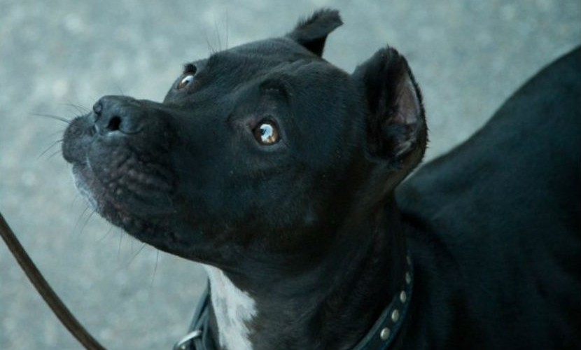 Томские догхантеры отравили знаменитую собаку-спасателя