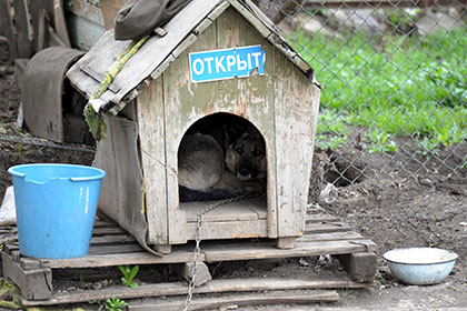 Здесь подкрасил, там подклеил. Мошенник выстроил целый бизнес на бездомных животных