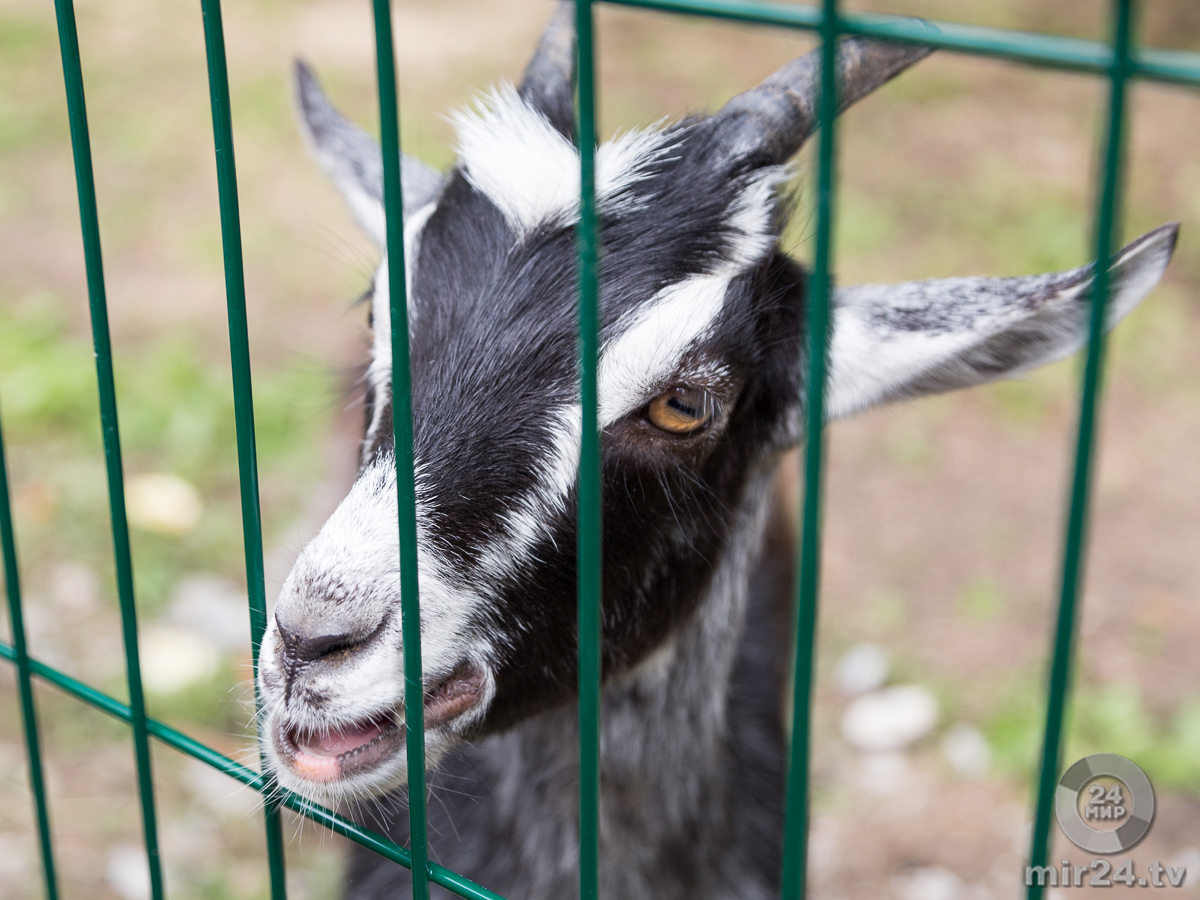 В уссурийском зоопарке идет операция по спасению животных В уссурийском зоопарке идет операция по спасению животных